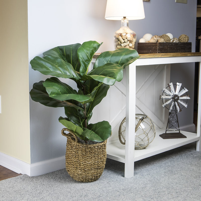Bayou Breeze Fiddle Leaf Fig Plant in Basket & Reviews Wayfair